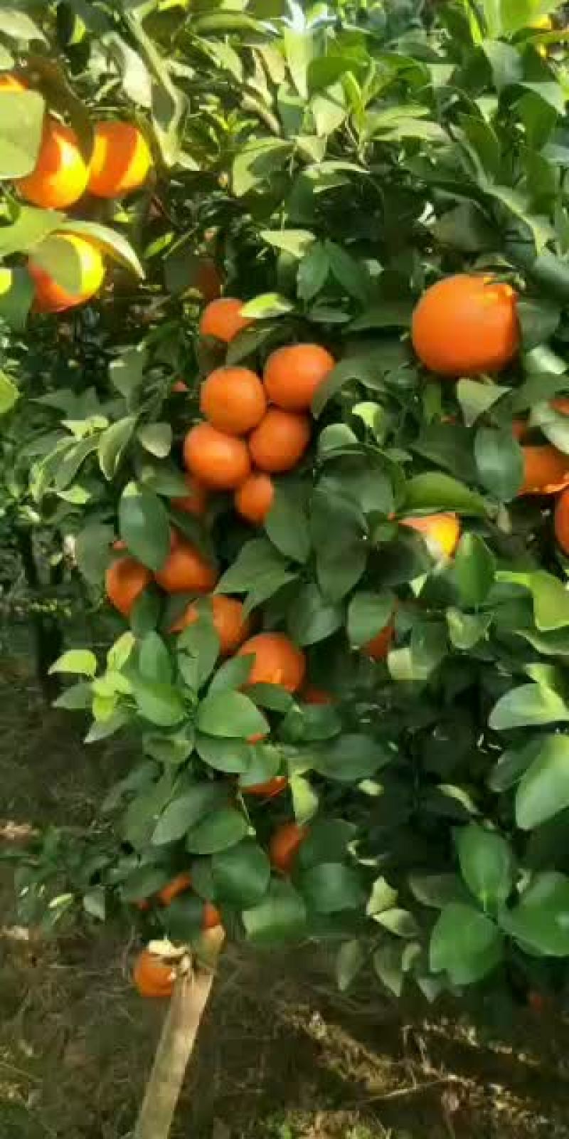 云南德宏沙糖橘大量上市了喜欢的老板欢迎骚扰