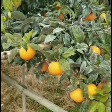 广西沃柑大量上市欢迎各地采购商市场老板骚扰