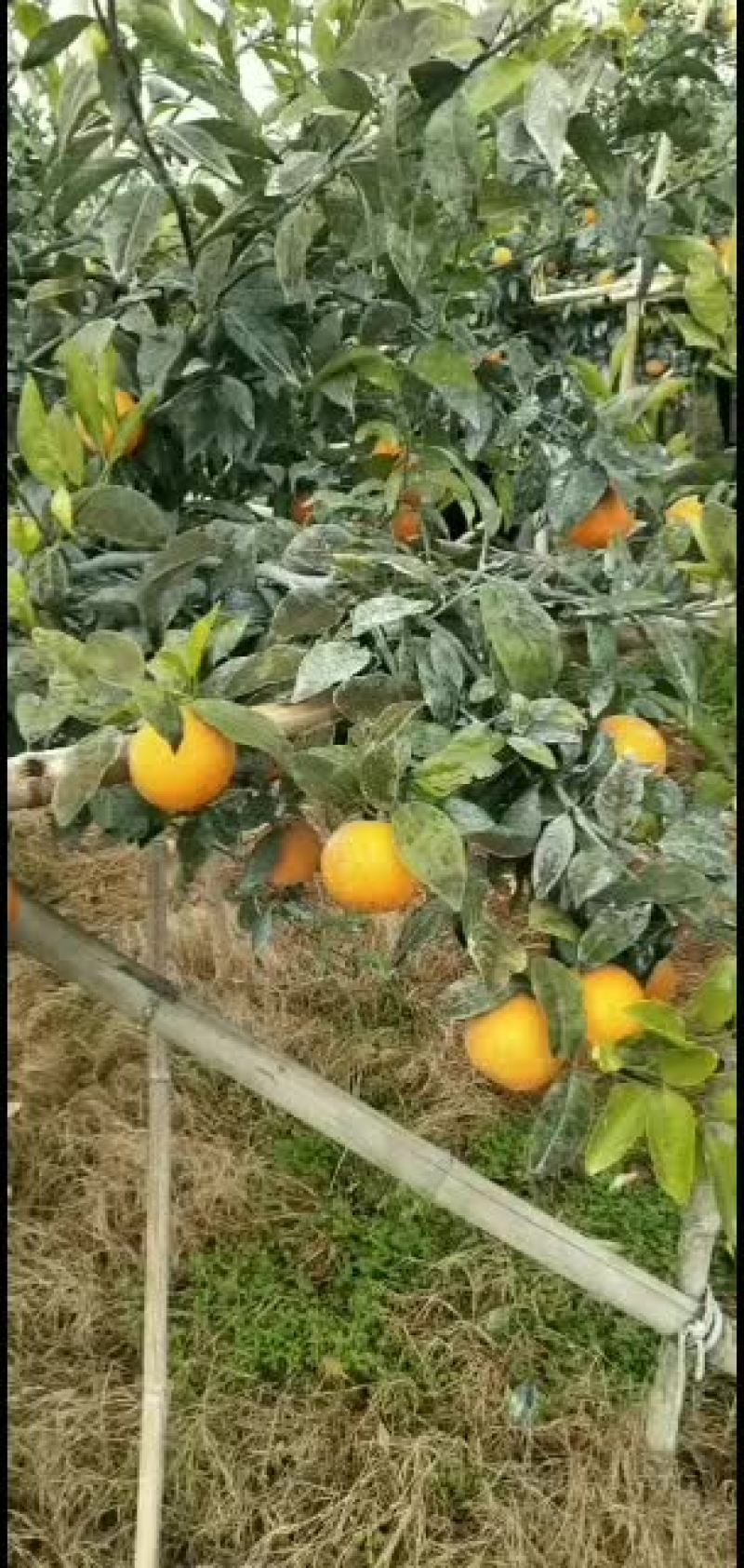 广西沃柑大量上市欢迎各地采购商市场老板骚扰