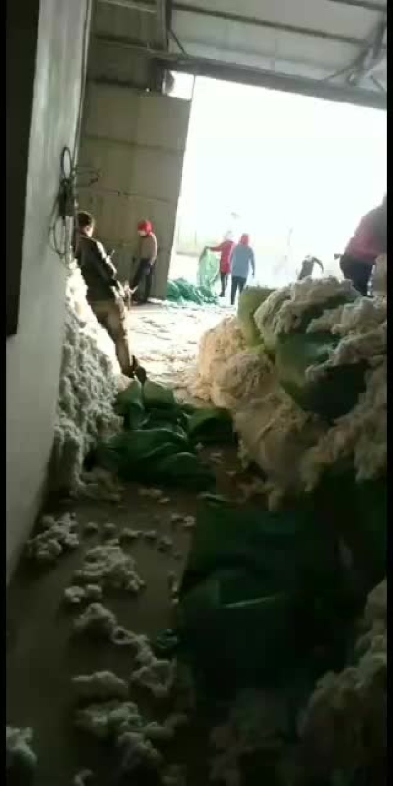 自己种植的100亩棉花