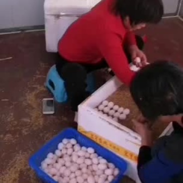 鸽蛋批发！场地直销！