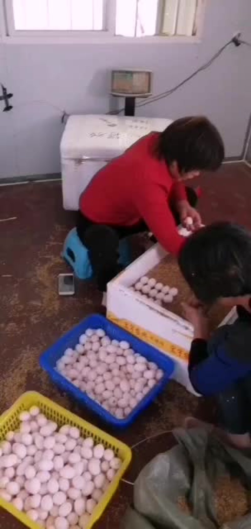 鸽蛋批发！场地直销！