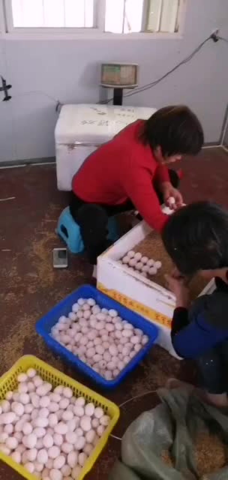 鸽蛋批发！场地直销！
