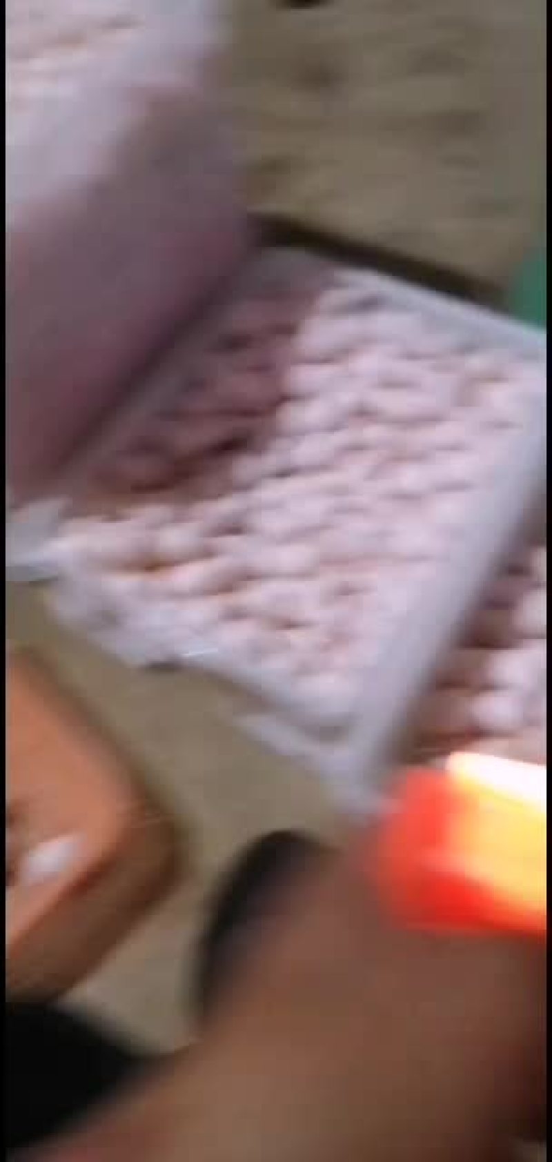 鸽蛋批发！场地直销！