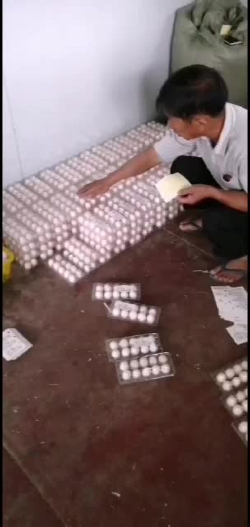 鸽蛋批发！场地直销！