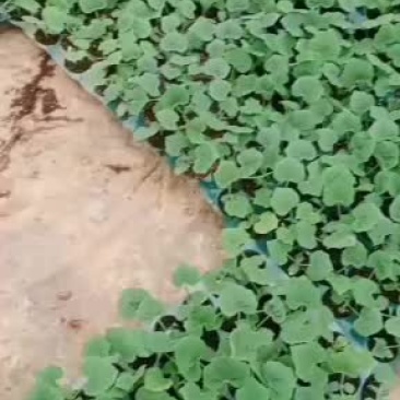 青皮毛节瓜苗大量出售