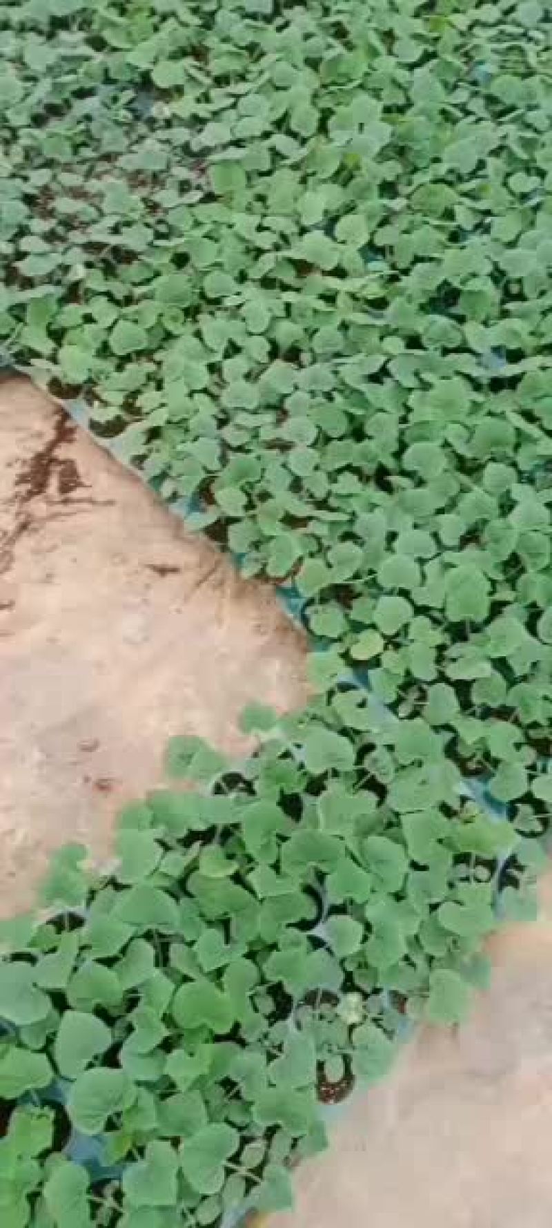 青皮毛节瓜苗大量出售