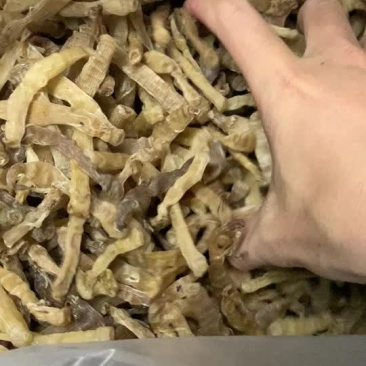 北部湾沙虫（方格星虫）