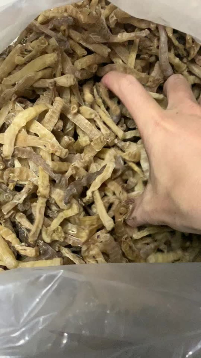北部湾沙虫（方格星虫）