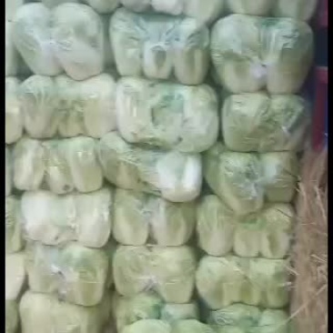 白菜河南汝州大白菜基地