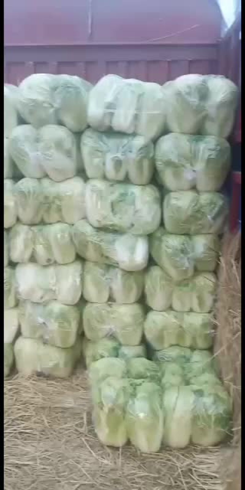 白菜河南汝州大白菜基地