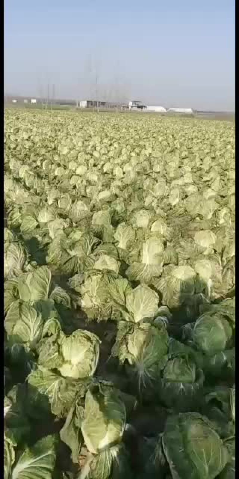 白菜河南汝州大白菜基地
