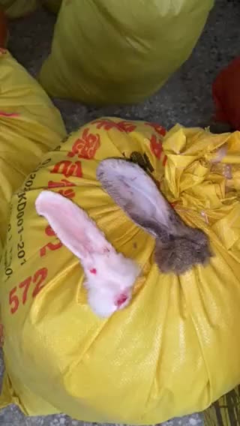兔肉，冷鲜兔肉，白条兔肉，保鲜兔肉，兔头，一件也是批发价