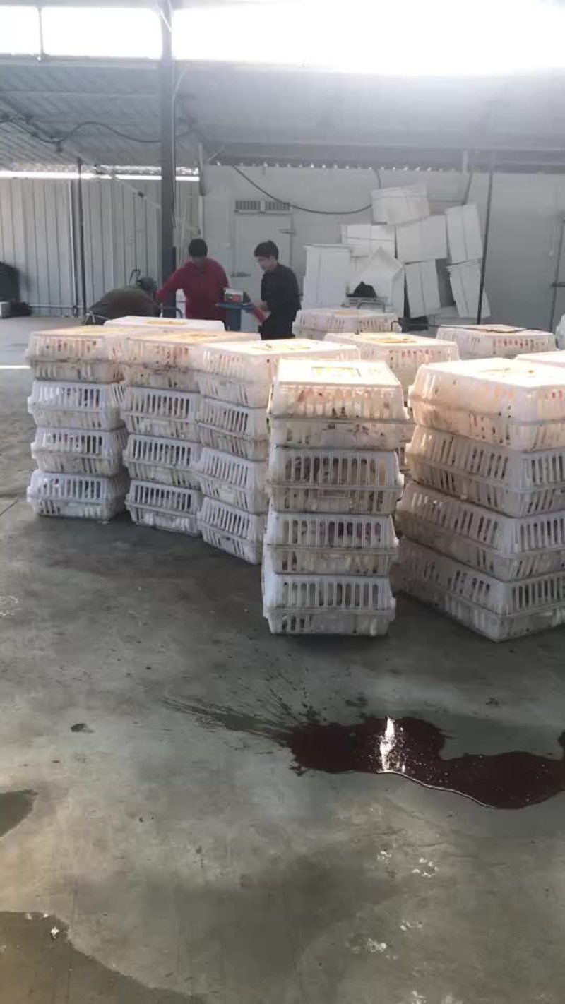 兔肉，冷鲜兔肉，白条兔肉，保鲜兔肉，兔头，一件也是批发价