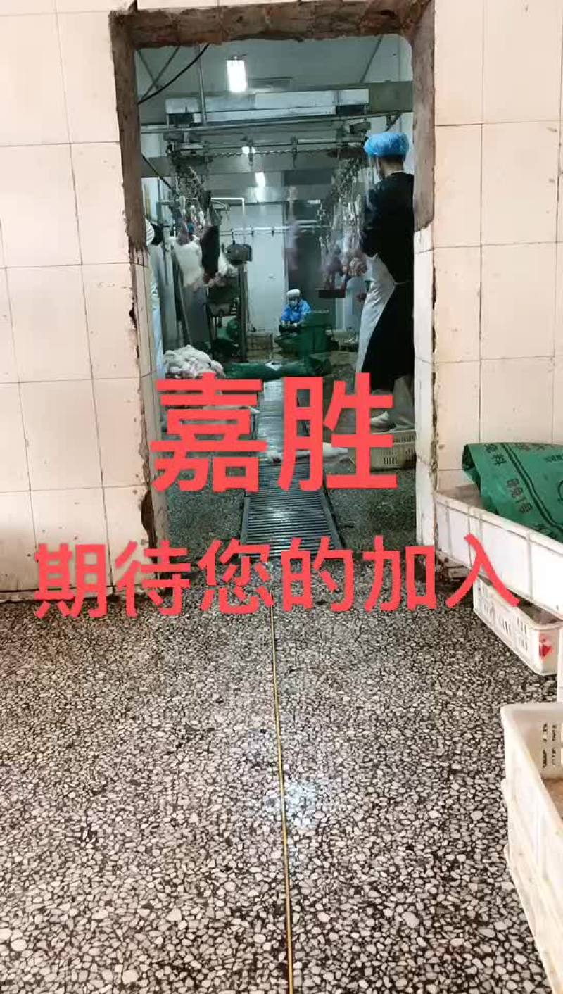 兔肉，冷鲜兔肉，白条兔肉，保鲜兔肉，兔头，一件也是批发价