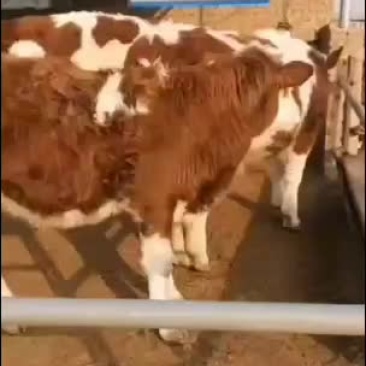 有需要牛的老板联系我