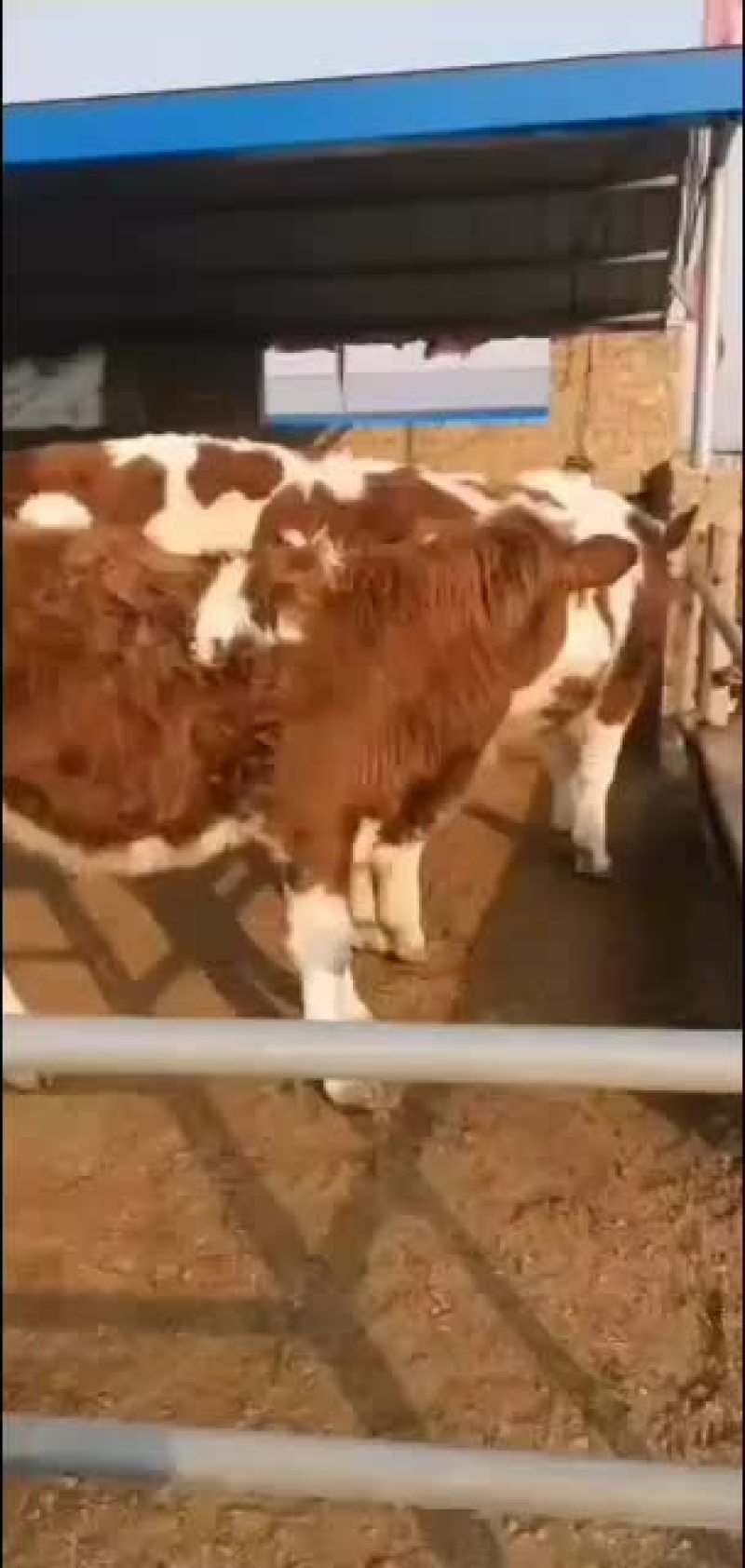 有需要牛的老板联系我