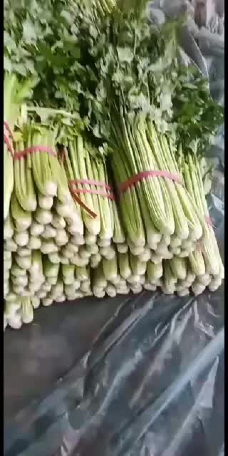 河北邯郸精品小芹菜大量有货
