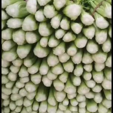 河北邯郸精品小芹菜大量有货