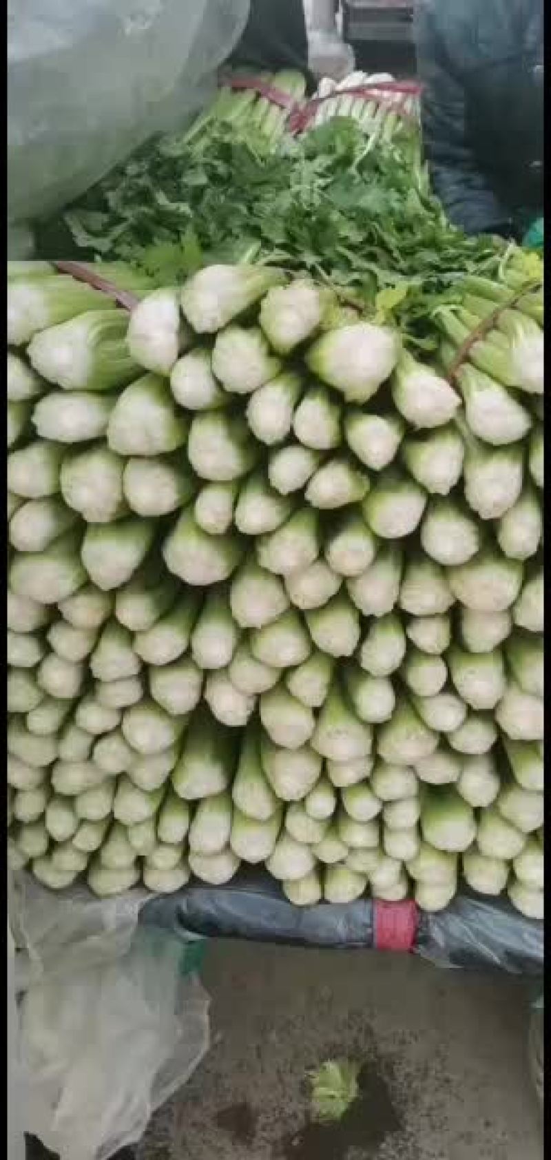 河北邯郸精品小芹菜大量有货