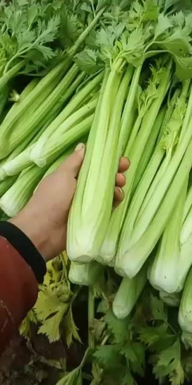 河北邯郸精品小芹菜大量有货