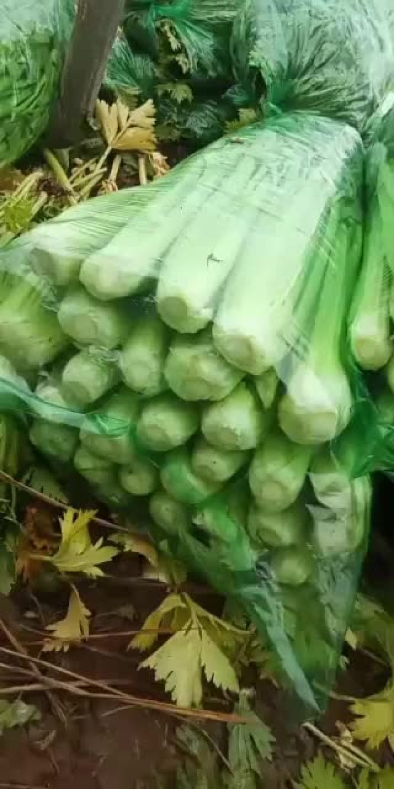 河北邯郸精品小芹菜大量有货