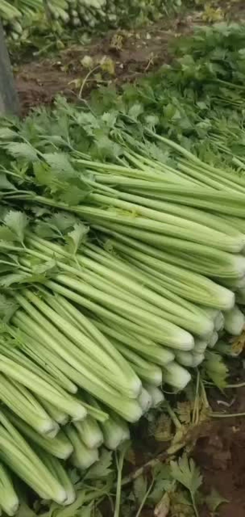河北邯郸精品小芹菜大量有货