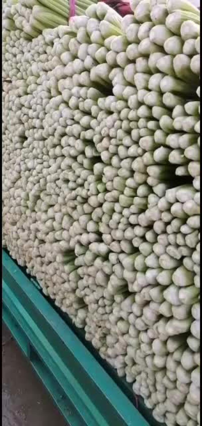 河北邯郸精品小芹菜大量有货