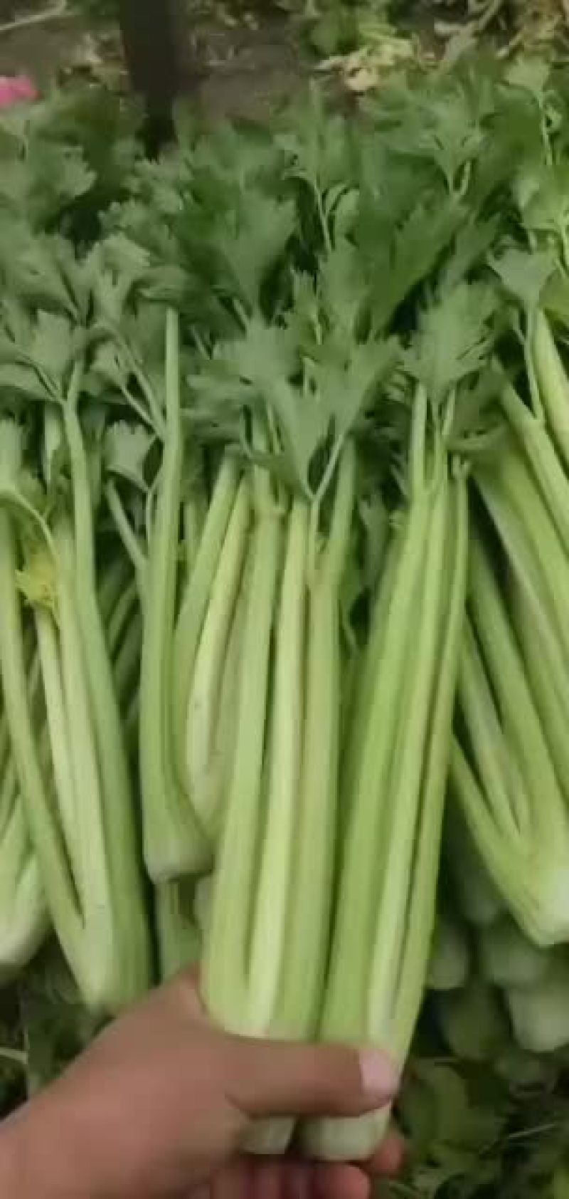 河北邯郸精品小芹菜大量有货
