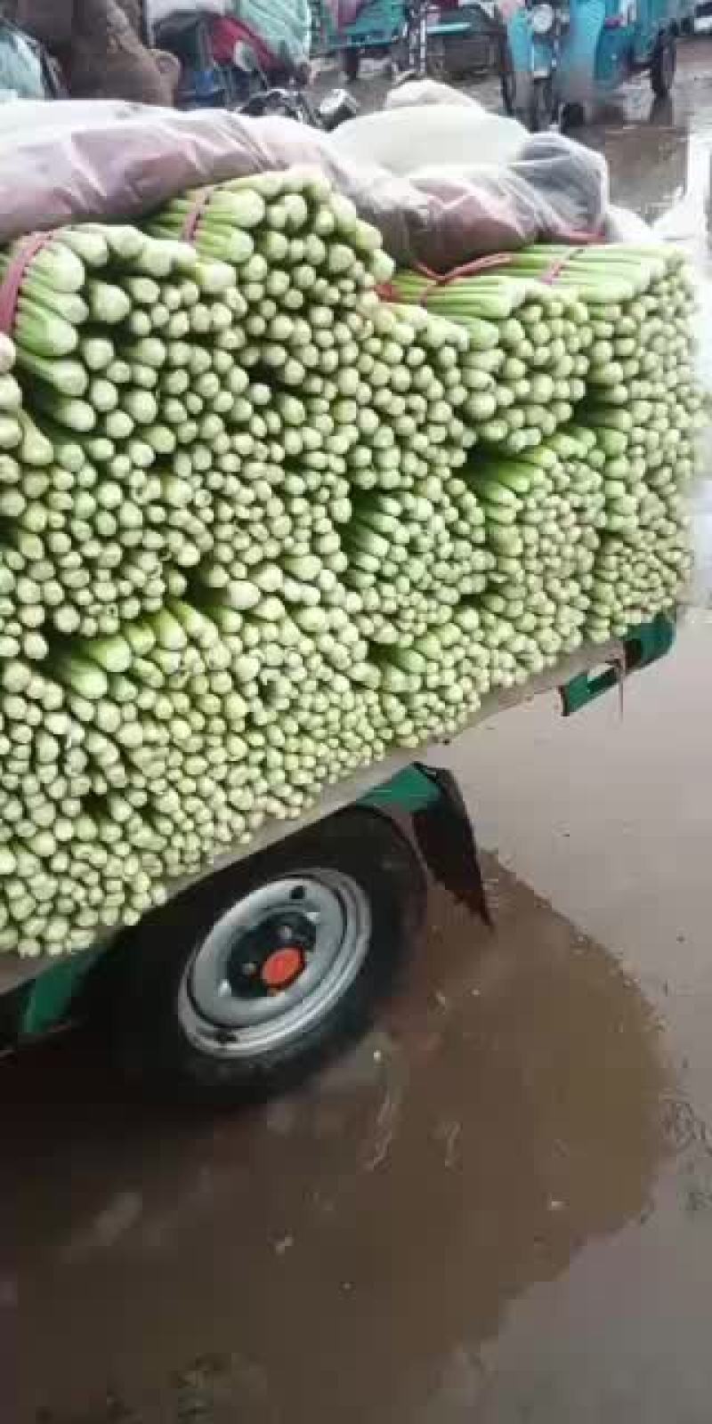 河北邯郸精品小芹菜大量有货