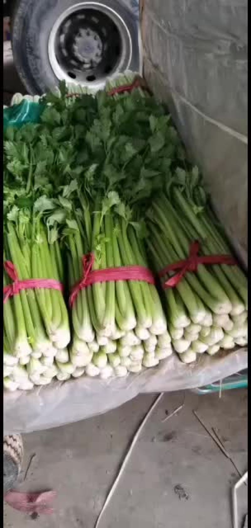 河北邯郸精品小芹菜大量有货