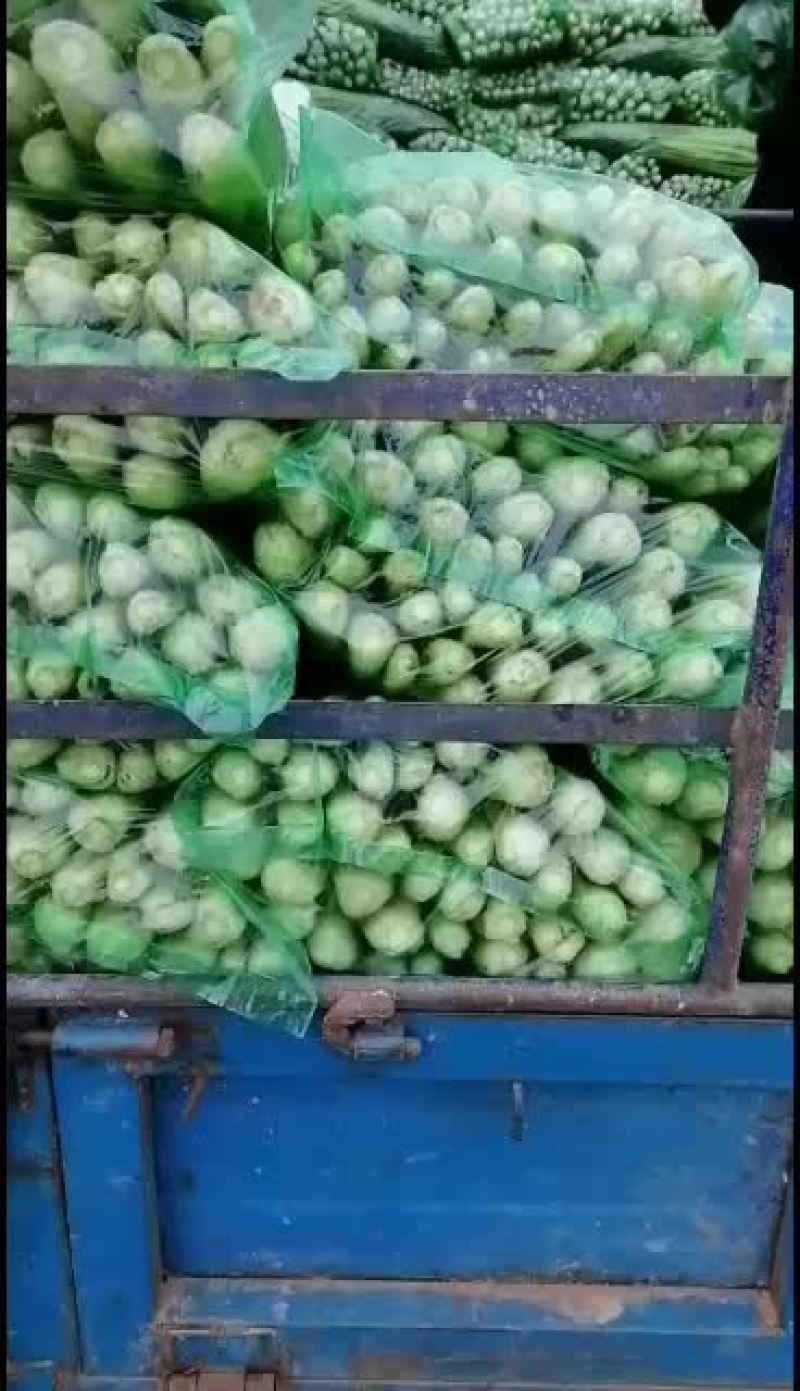 河北邯郸精品小芹菜大量有货