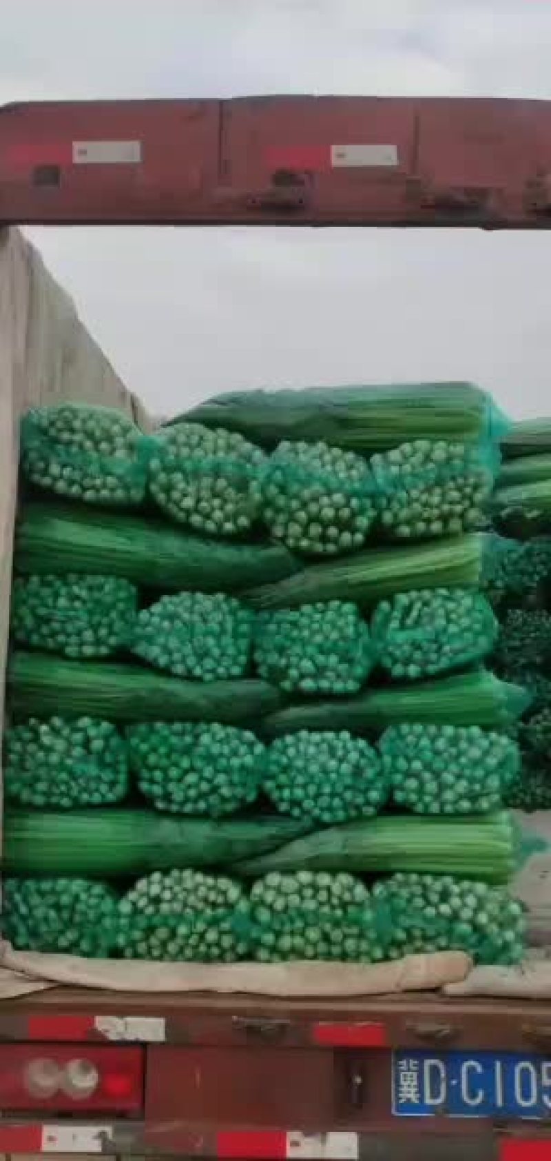 河北邯郸精品小芹菜大量有货