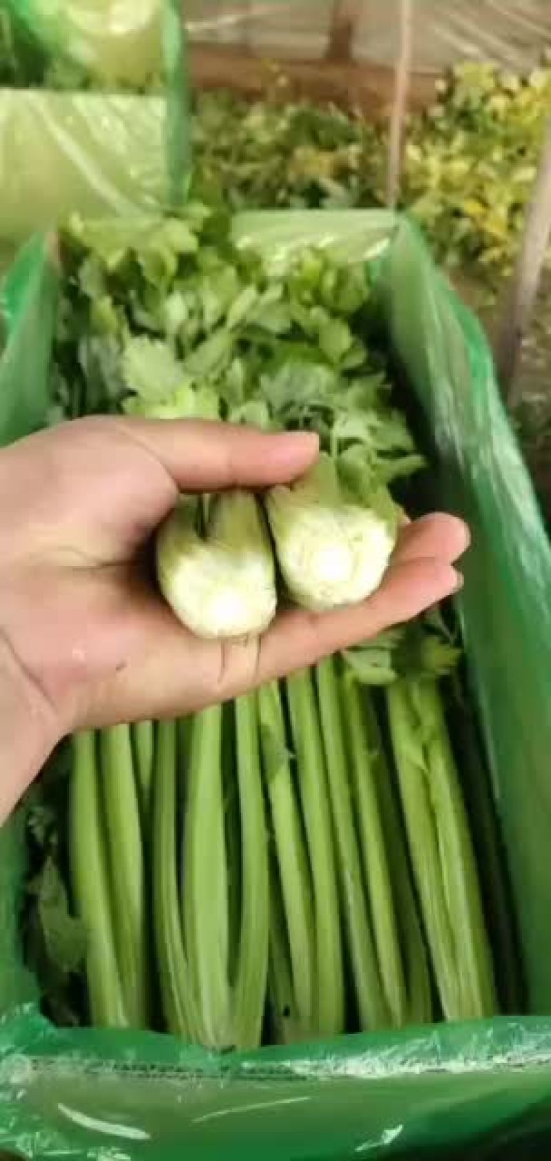 河北邯郸精品小芹菜大量有货