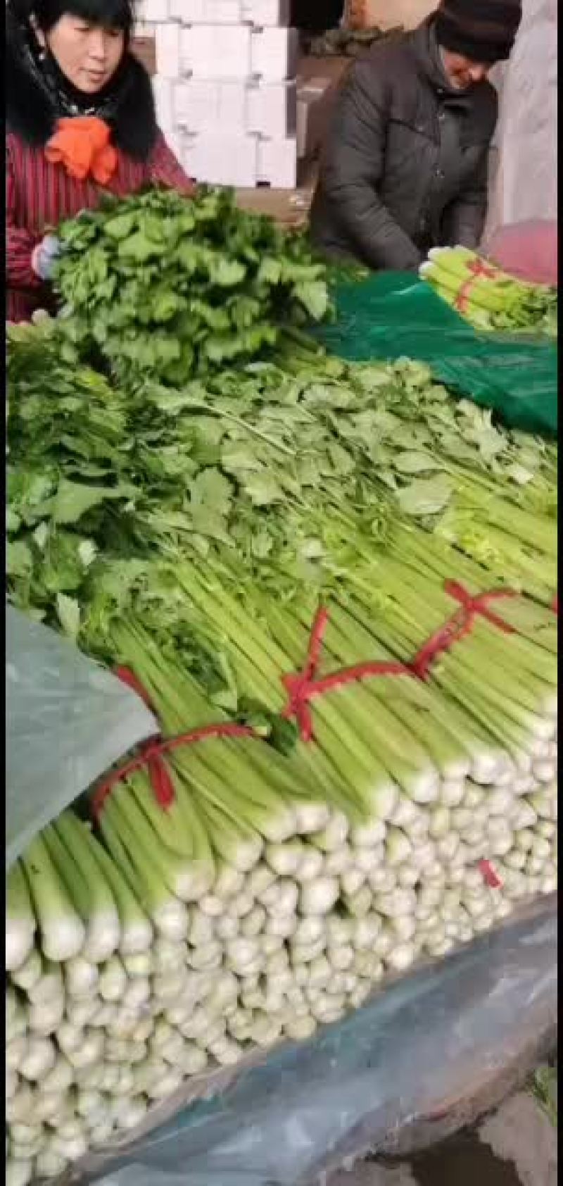 河北邯郸精品小芹菜大量有货
