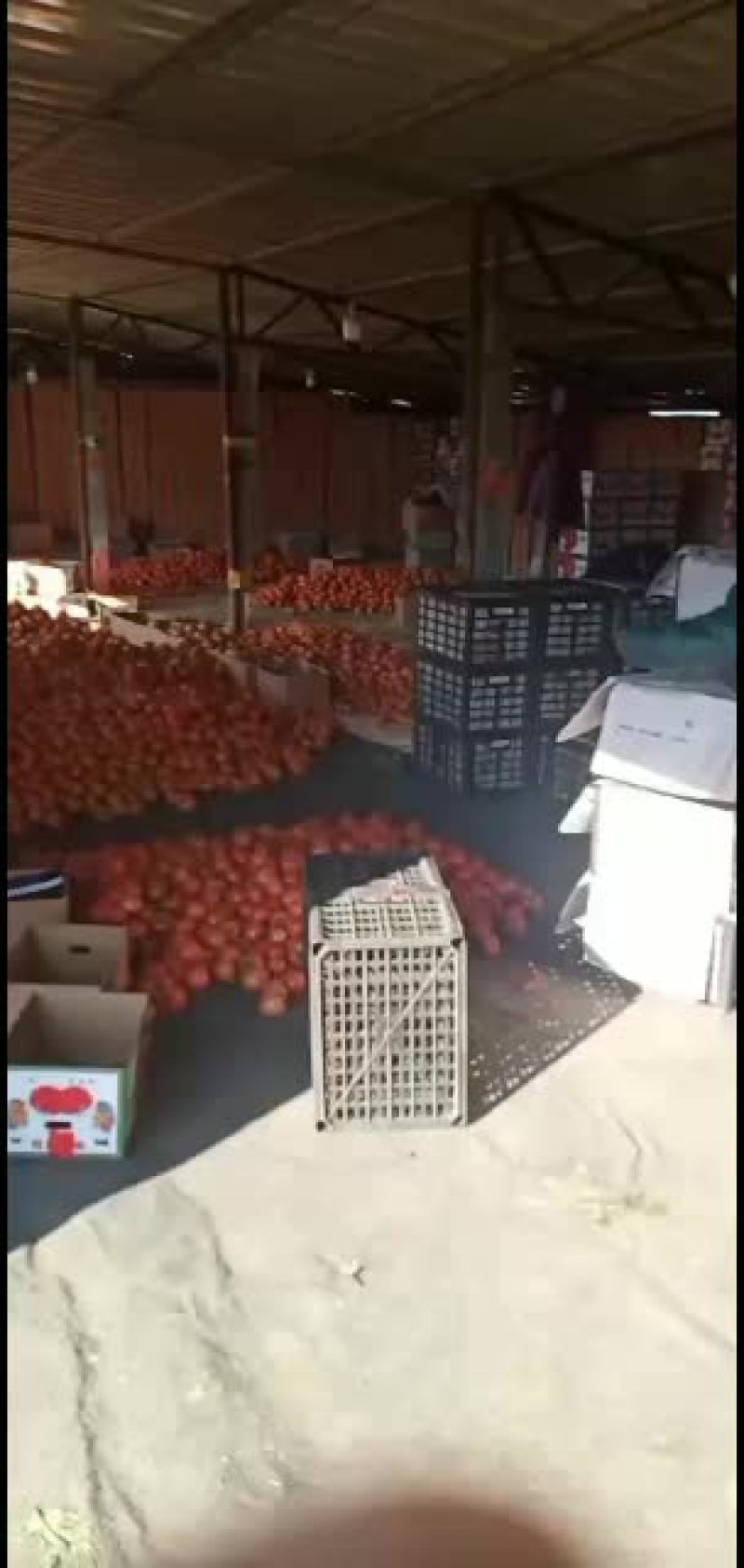 山东精品西红柿大量上市中