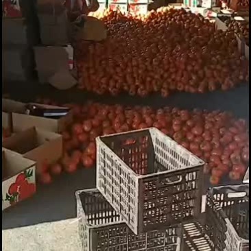 山东精品西红柿大量上市中