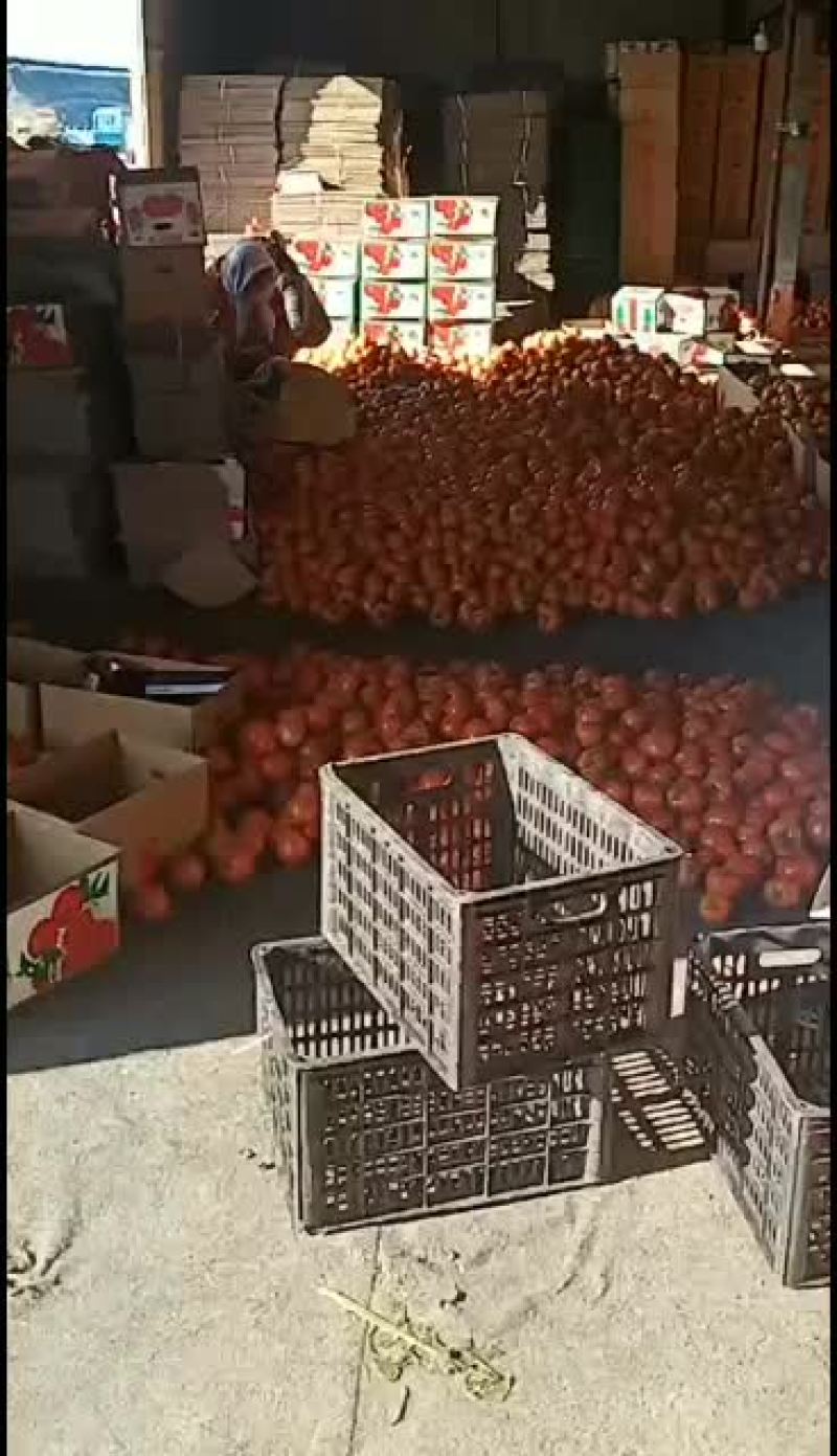 山东精品西红柿大量上市中