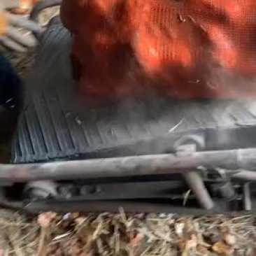 齐齐哈尔洋葱陆续出库