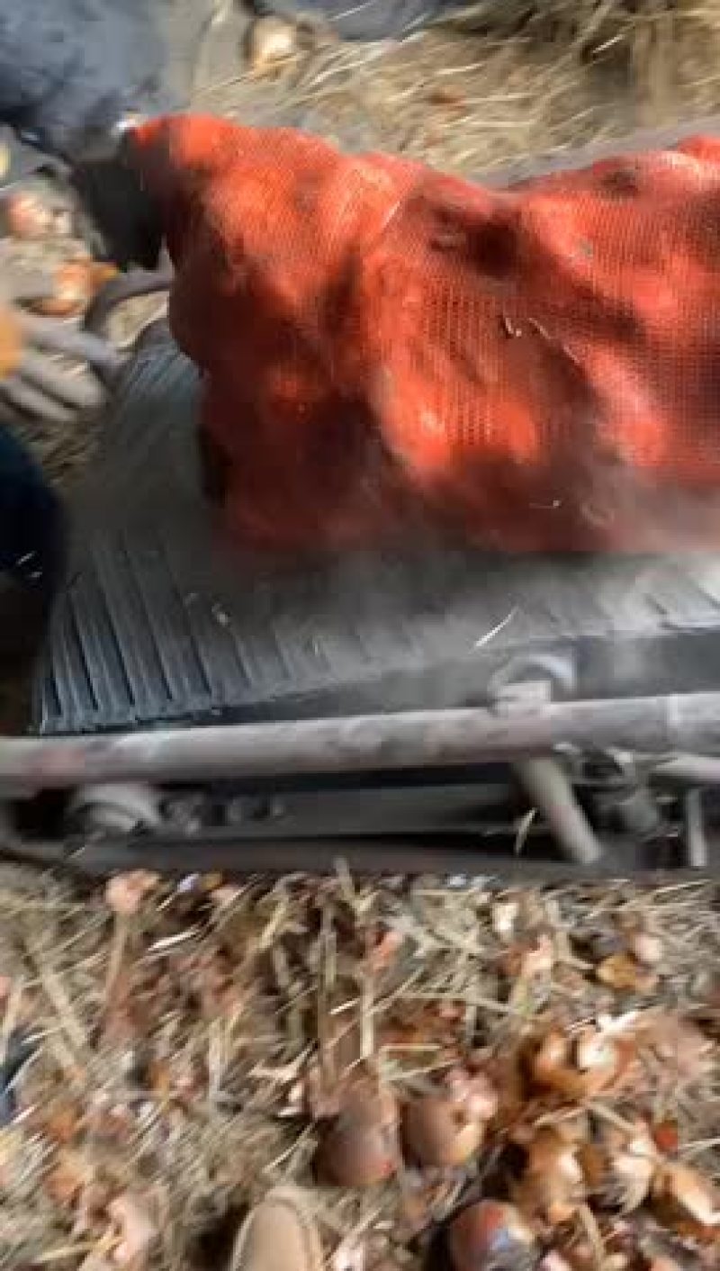 齐齐哈尔洋葱陆续出库