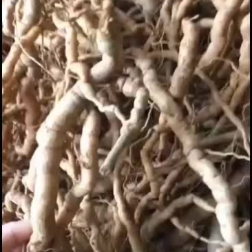 巴戟天野生的种植都有，