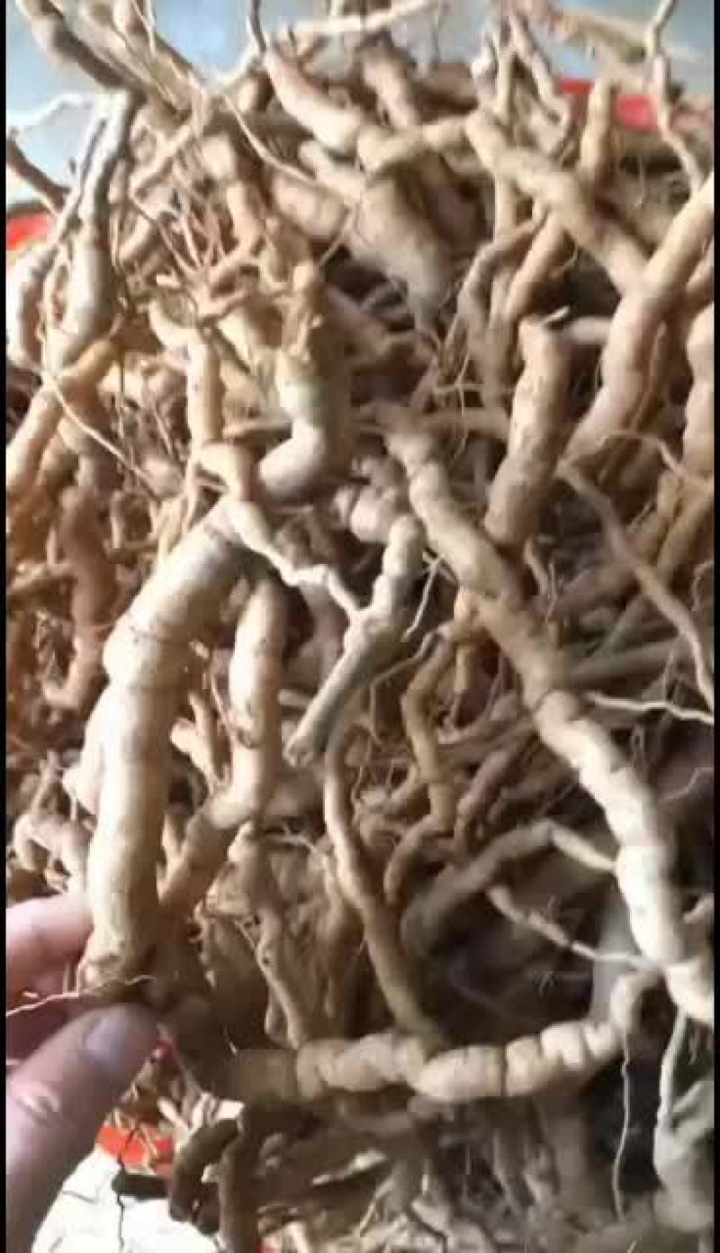巴戟天野生的种植都有，