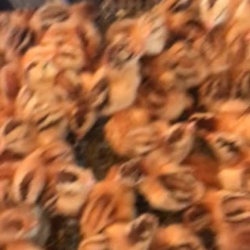 快大型良凤花鸡苗诚信经营优质靓苗长期供应量大从优