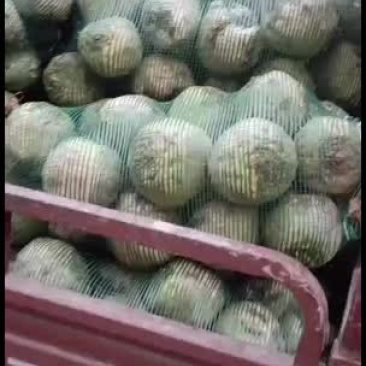有需要芥菜联系我，个头大一斤重以上的，质量有保证，不花心