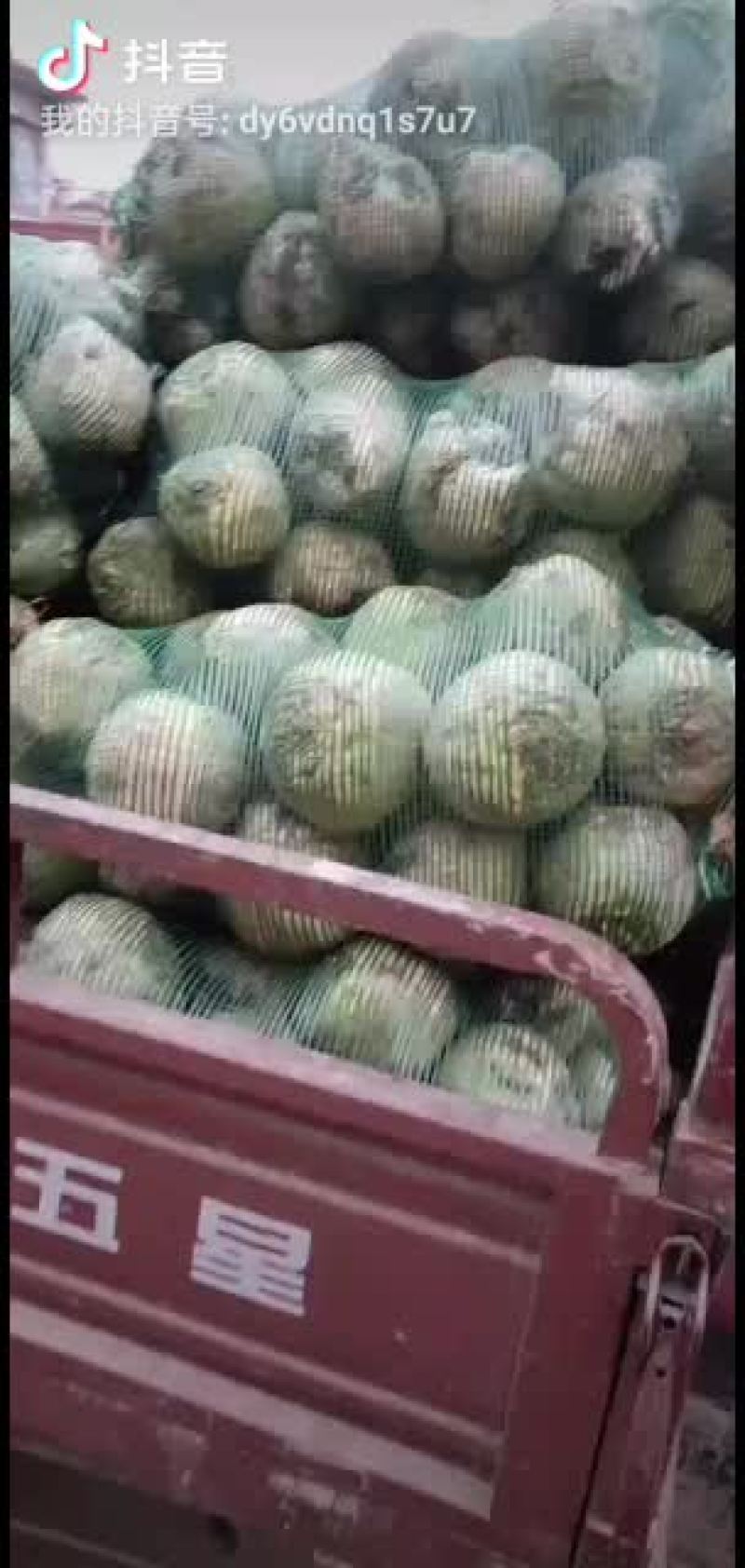 有需要芥菜联系我，个头大一斤重以上的，质量有保证，不花心