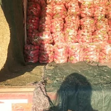 各种蔬菜，需要的请与联系