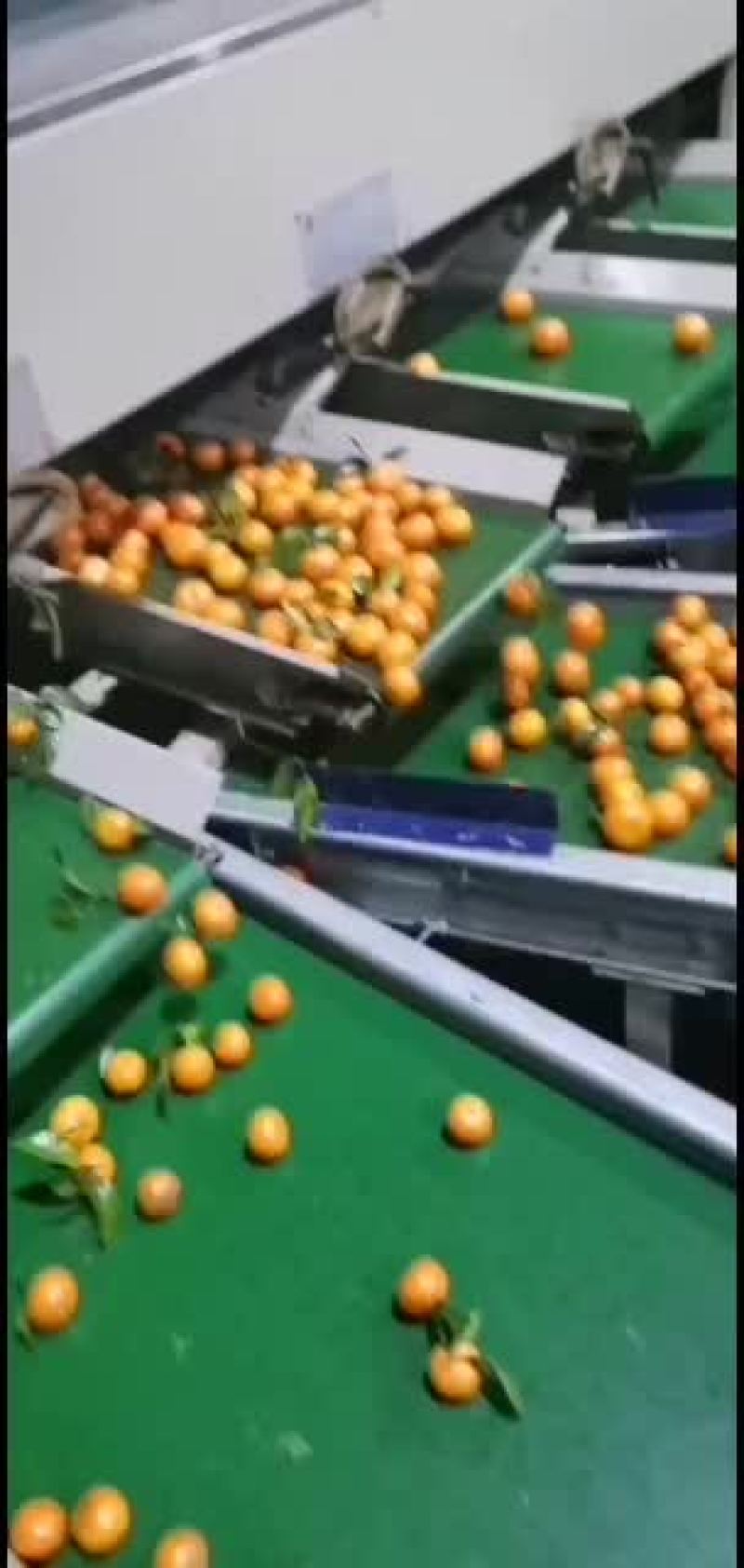 广西砂糖橘价格美丽7毛到1.6