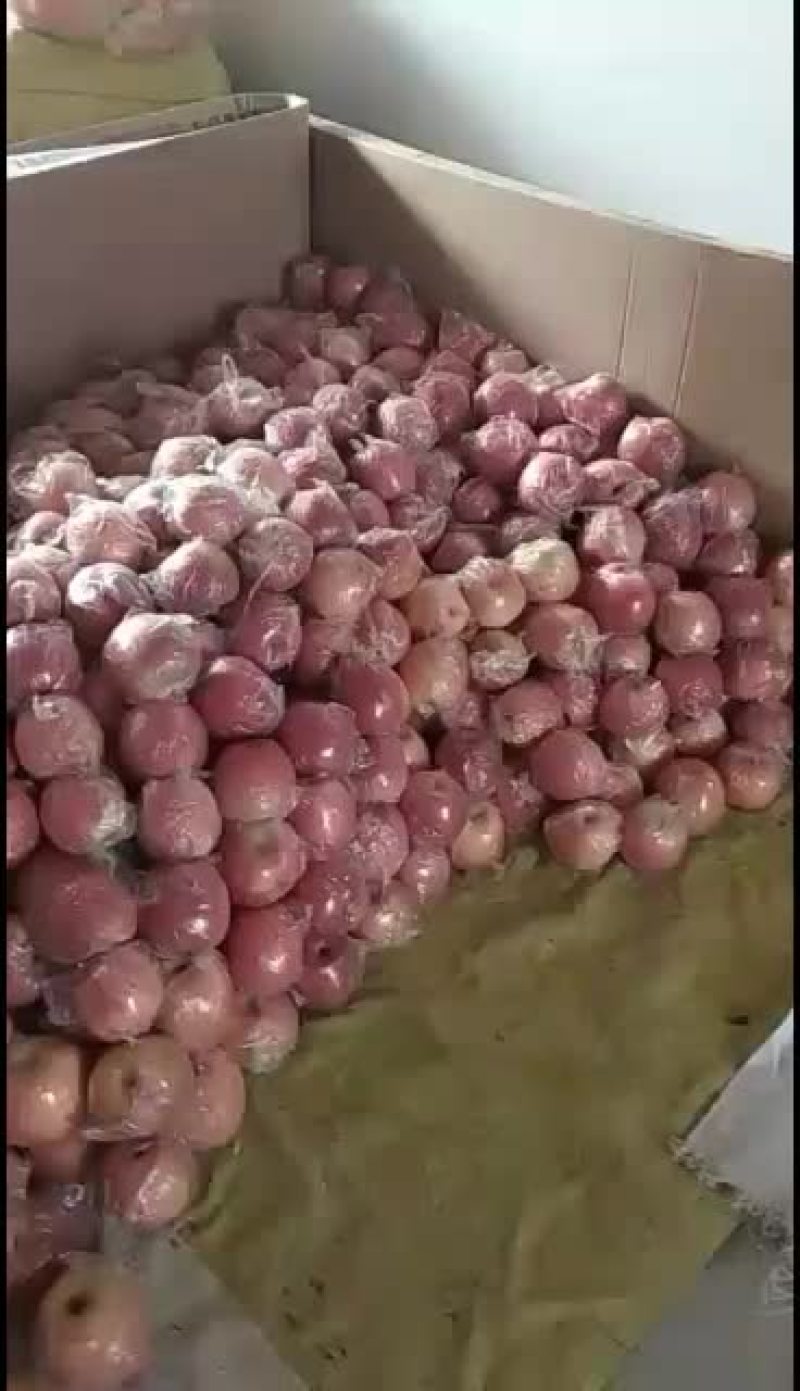 陕西红富士纸加膜苹果，个头大，颜色全红，亮度好