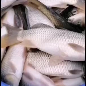 大鲫鱼特卖长期供货