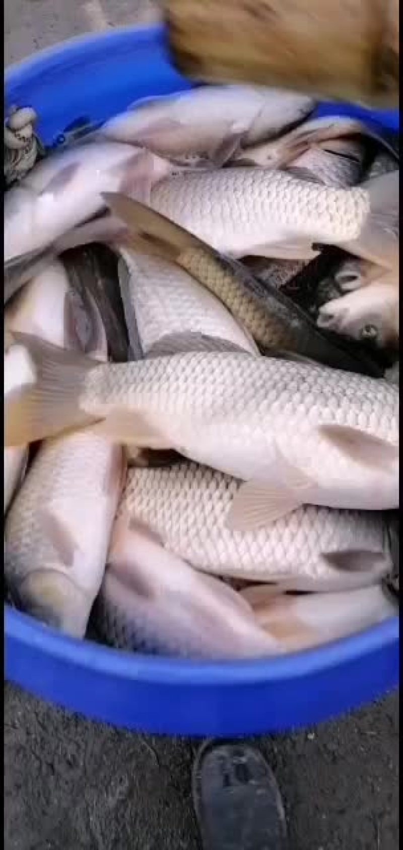 大鲫鱼特卖长期供货